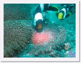 MVI_7639-Anemonefish Eggs * VIDEO: Anemonefish tending eggs * 1 x 1 * (6.98MB)